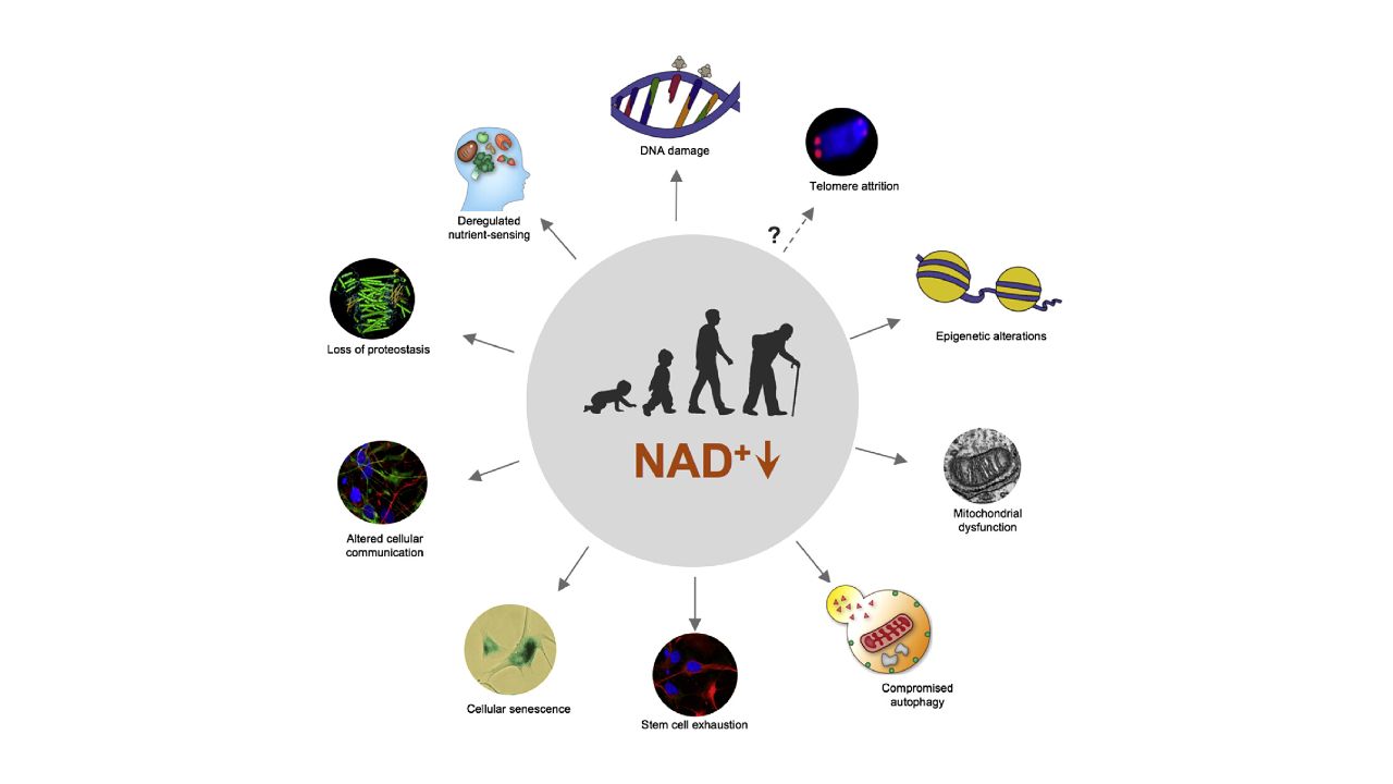 How does NAD play a role in metabolism - MY CONCIERGE MD